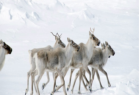 With the help of an app, Nunavut hunters document the changing Arctic