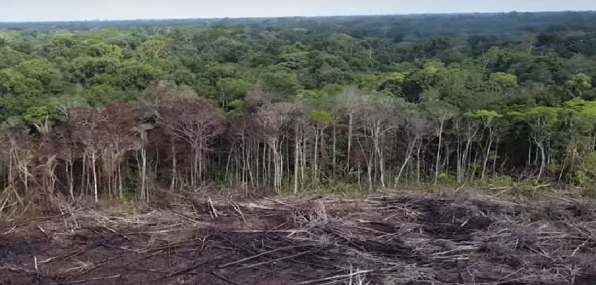 Peru Signs Agreement To End Deforestation Caused By Palm Oil By 2021